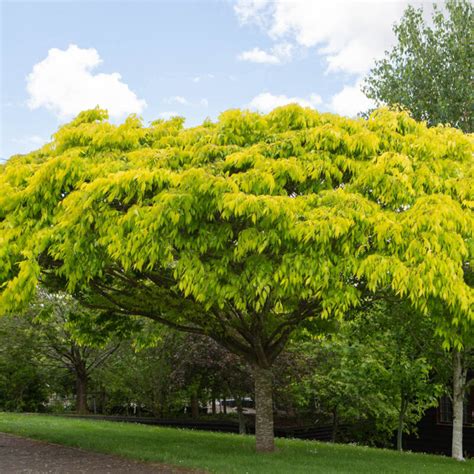 kiwi sunset zelkova|Zelkova serrata Kiwi Sunset